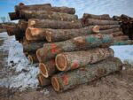 Pine Round Logs (Pinus Silvestris)