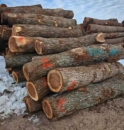 Pine Round Logs (Pinus Silvestris)