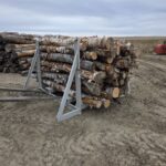 Birch Round Logs (Betula Pendula)